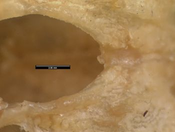 Media type: image;   Herpetology R-131610